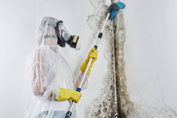 Best Basement Mold Removal  in University, FL